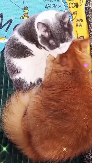 кот и кошка