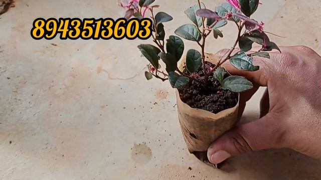 30 രൂപ muthal ചെടികൾ /അടിപൊളി ഓഫർ ഓടിവായോ #dreamlifebysha #dreamgarden #plantsale смотреть онлайн