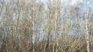 ВЕРБНОЕ ВОСКРЕСЕНЬЕ/АРХИВНОЕ ВИДЕО/14.04.2025ГОД/ПЕРВОЕ ВИДЕО НА RUTUBE