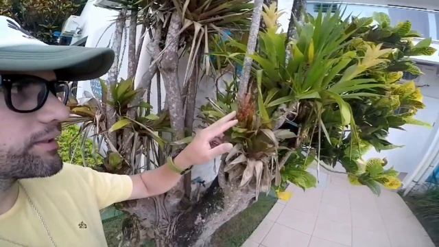 BROMELIA PLANTA QUE SOBREVIVE A TODO смотреть онлайн