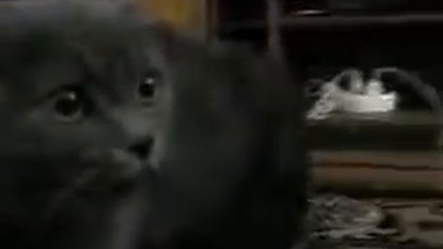 Кот злится смотреть онлайн