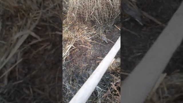 Калифорная кизил ёмгир чувалчани.884 884 974. смотреть онлайн