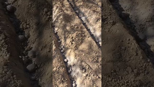 Как правильно садить картофель смотреть онлайн