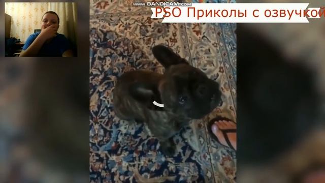 СМЕШНЫЕ ВИДИО ПРО КОТОВ И СОБАК смотреть онлайн