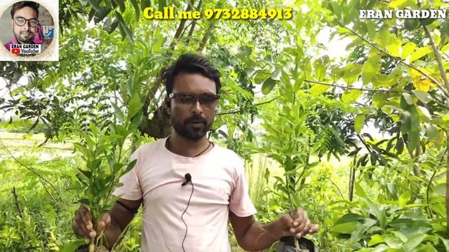 how to Dekopon orange plant osim toon orange mandarin orange kinnu orange online delivery availabl смотреть онлайн