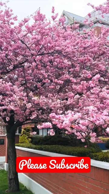 Cherry Blossoms makes you feel heavenly. #cherryblossom # #travelphotography #shorts #canada смотреть онлайн