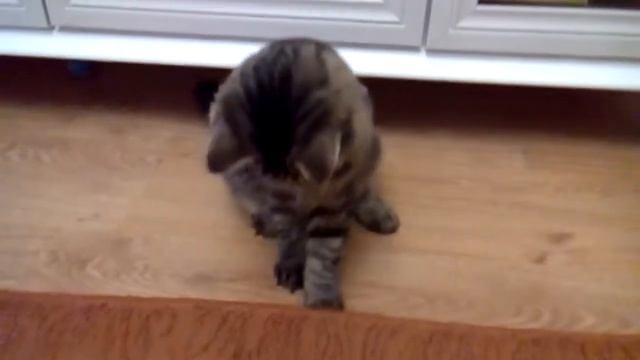 Когда никто со мной не играет (; Мася сама себе занятие нашла ! смотреть онлайн