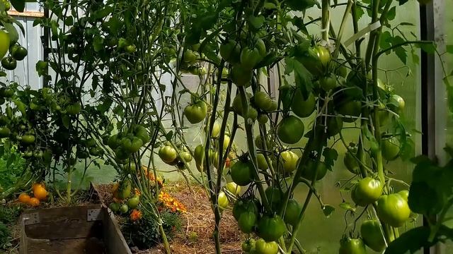 ТОМАТЫ в теплице. Обрезаю листья, макушки.Про семена. смотреть онлайн