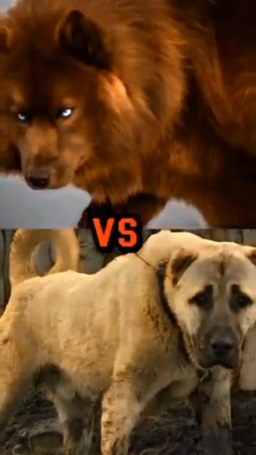 #pitbull #vs #eurasier #vs #kangal #vs #jurman shepherd смотреть онлайн