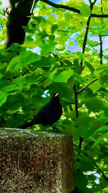 Как поют дрозды🐦⬛ смотреть онлайн