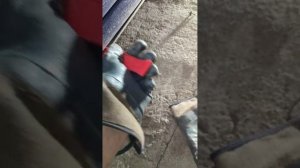 Как снять накладку на порог фокус 2 рестайлинг. Чистка накладки порога