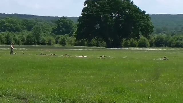 Поляна Вековых дубов 🌳 дорога ведёт в Шапсугу смотреть онлайн