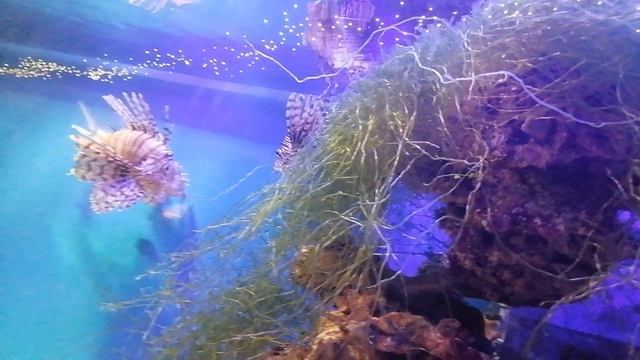 Москвариум, Крылатка-зебра