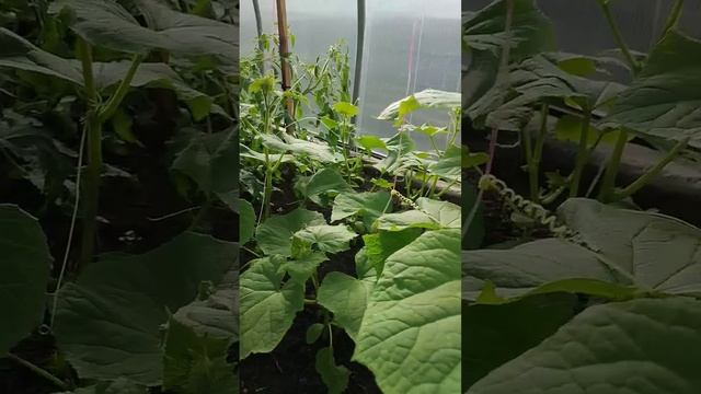 Можно или нет, одновременно выращивать в теплице огурцы и помидоры смотреть онлайн