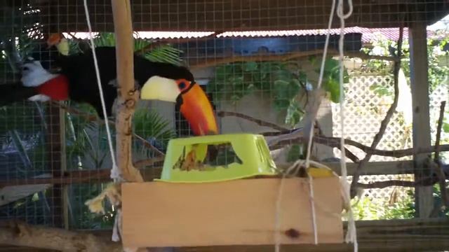 Homemade Toco Toucan Toys смотреть онлайн