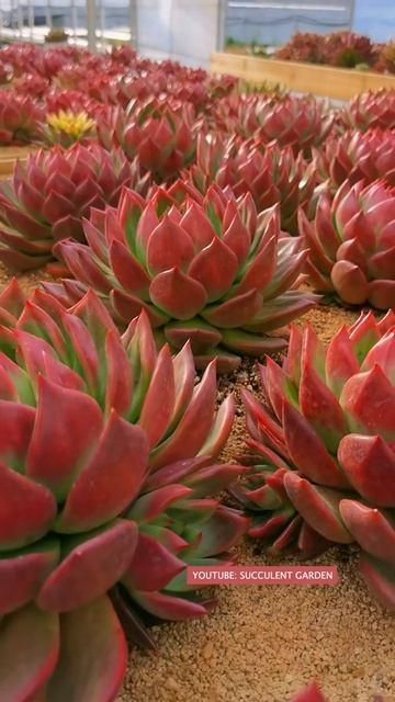 Beautiful sucuclents 多肉植物| 다육이들 | Suculentas смотреть онлайн