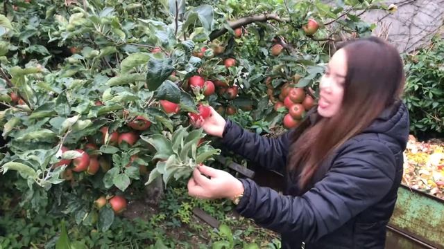 Apple Trees that full of fruits in our backyard | life in Poland 🇵🇱 смотреть онлайн