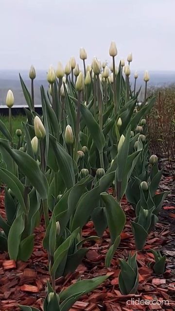 белые тюльпаны смотреть онлайн