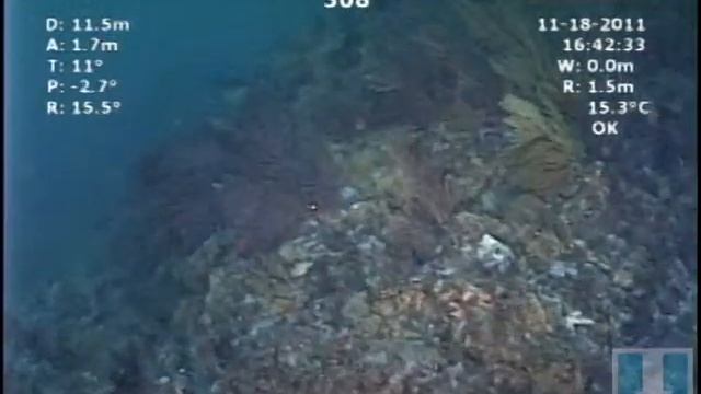 Garibaldi And Sheephead In A Kelp Forest