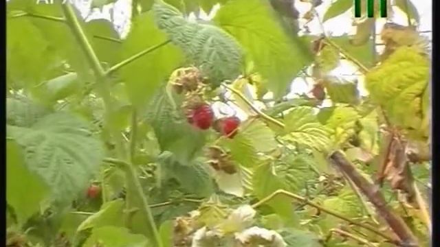 Вітамінний ранок. "Ранок на Тисі" (21.06.17) смотреть онлайн