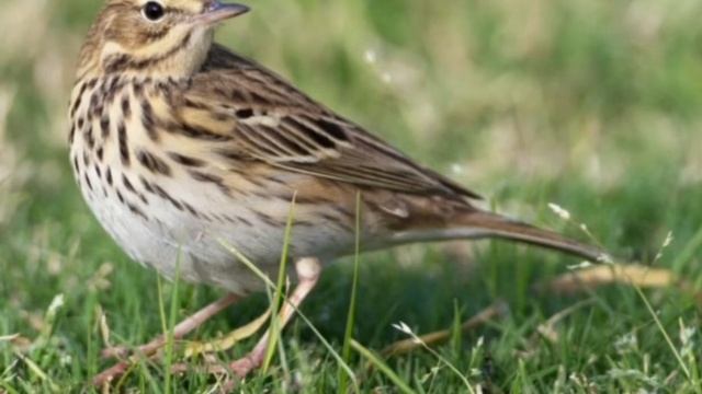 Pipit des Arbres - Tree Pipit - Anthus Trivialis смотреть онлайн