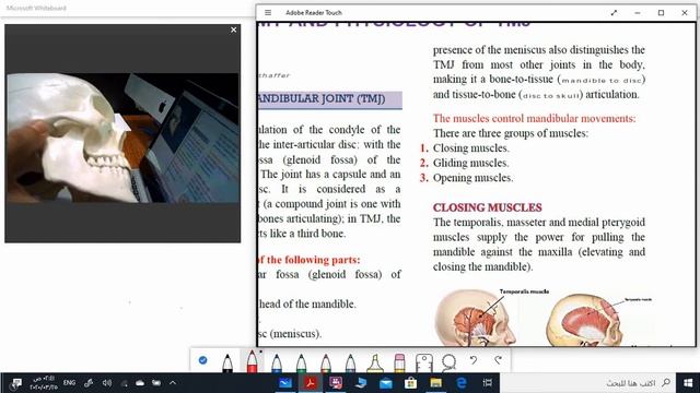 TMJ anatomy & physiology смотреть онлайн