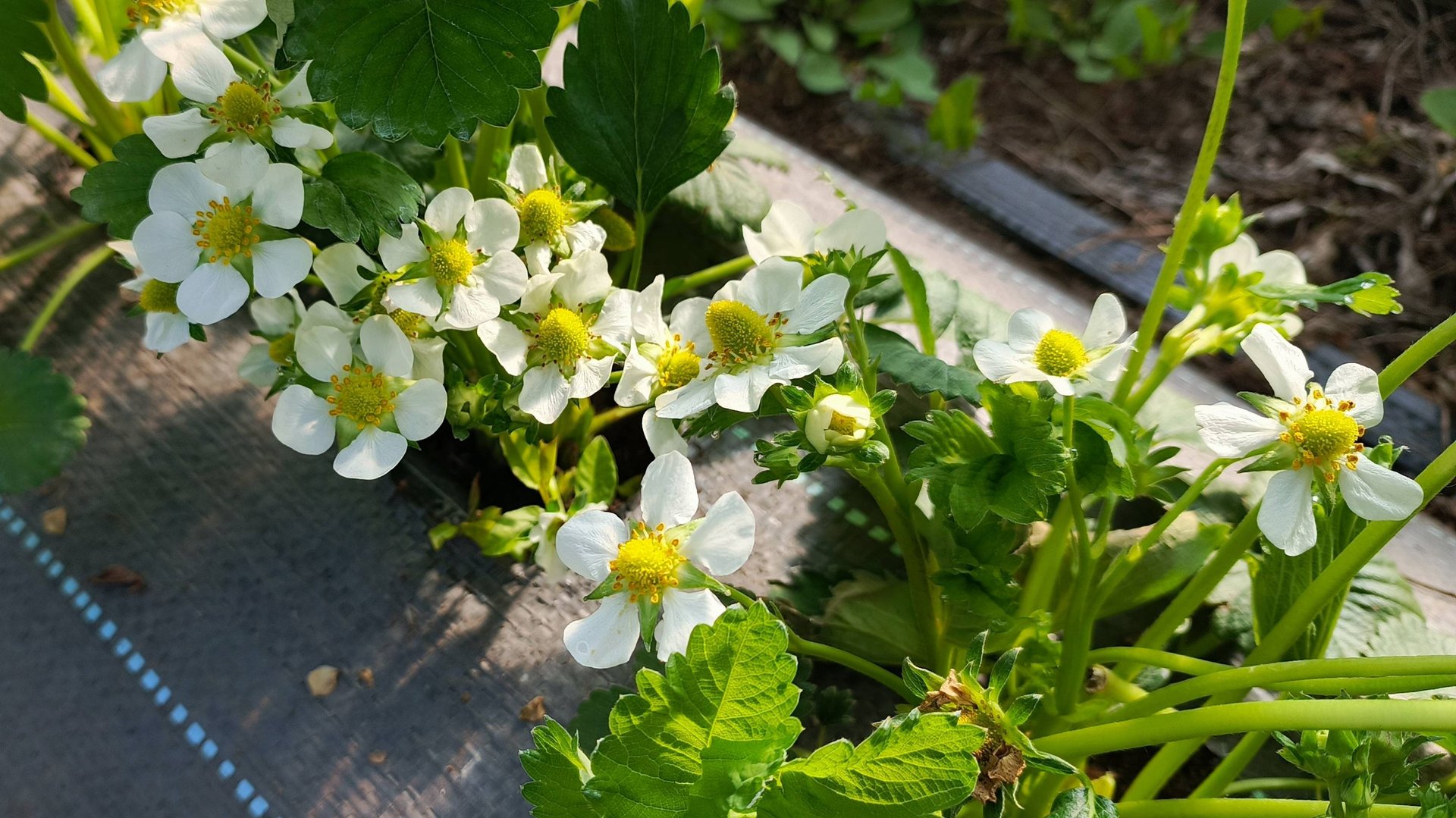 Чем кормить клубнику ДО и ВО ВРЕМЯ цветения? Boromin Gel + Folicist + лайфхак с ветродуйкой! смотреть онлайн