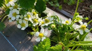 Чем кормить клубнику ДО и ВО ВРЕМЯ цветения? Boromin Gel + Folicist + лайфхак с ветродуйкой!