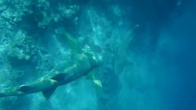 The Maldives --- SHARK POINT смотреть онлайн