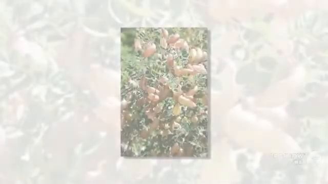 Colutea - garden plants смотреть онлайн