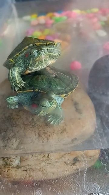 Как лежат черепахи смотреть онлайн