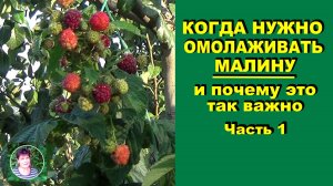 Когда нужно омолаживать малину и почему это так важно Часть 1.