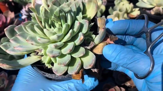 Welcoming SPRING to our SUCCULENT GARDEN! 🌿🌼🌵🪴☀️#spring #succulents смотреть онлайн