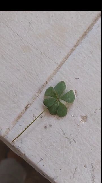 UN TREBOL DE 6 HOJAS смотреть онлайн