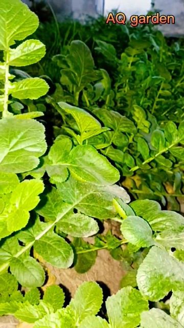 White Radish | Mooli #shorts #youtubeshorts #gardening смотреть онлайн