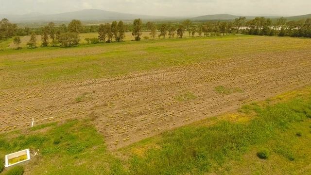 Echinocactus Grusonii смотреть онлайн