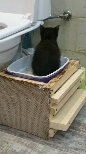 Приучение котёнка к унитазу. Начал терять лоток, добавили наполнитель сверху, результат 👍 #kitten смотреть онлайн