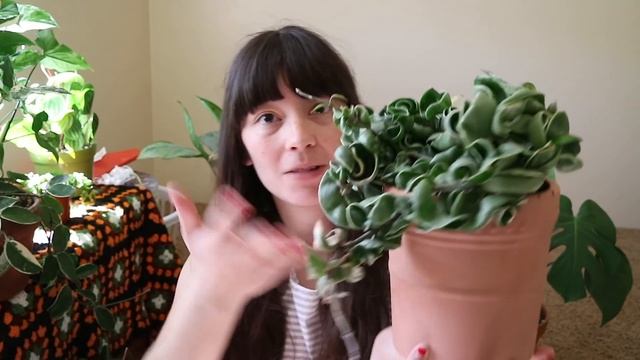 MY HOYA COLLECTION! | & Hoya Care Tips смотреть онлайн