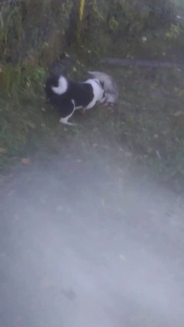 щенок русско европейской лайки Кучум. притравка по барсуку смотреть онлайн