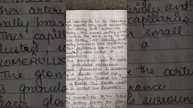 Internal Structure of the Kidney смотреть онлайн