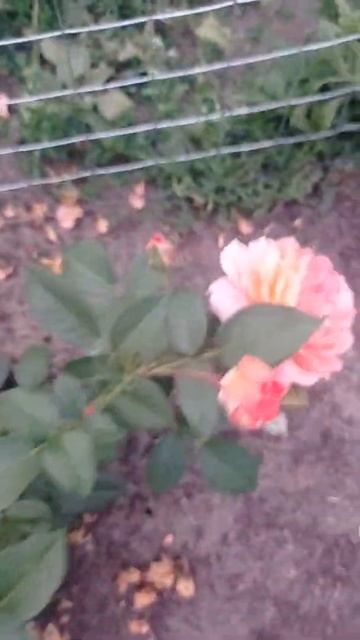 Розу заказывала Эдит,но пришел пересорт. смотреть онлайн