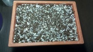 Как вырастить адениумы из семян. Самая простая инструкция