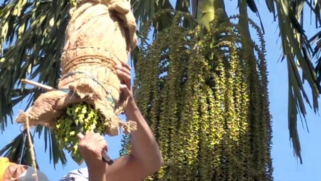 Dollar (fishtail) palms inflorescence scraping system..Warangal Ashok Sagar India method.. смотреть онлайн