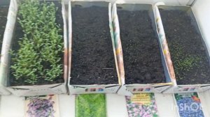 Как сохранить розы из Светофора , посаженные в феврале до мая(в конце)Сею 🍅🍆🫑🥬22.03.2024г.