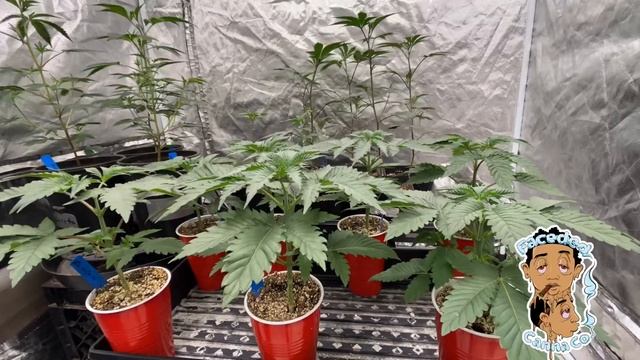 Faceded Canna | Exotic Genetix | Dipz | Sayless | Red Runtz S1 | seed to harvest | Timelapse смотреть онлайн