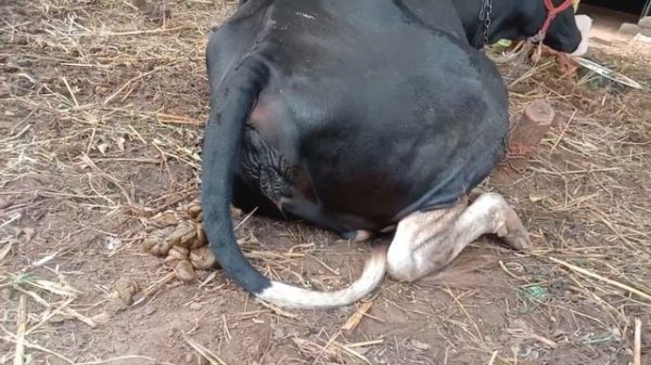Buffalo 💩Pooping Video, Cow 💩Pooping Video, Cow Baby 💩Pooping Video