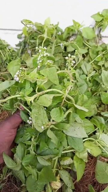 voici le roi des herbes, à ne surtout pas confondre avec l'hysope africaine #shorts смотреть онлайн