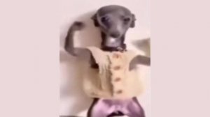 Платье новое надела и кефиру напилась - мем, шаблон (Собака в платье танцует)