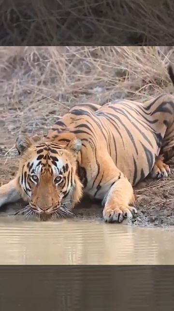 Tiger | Tiger Eyes to Eyes | Looking dangerous 🔥 смотреть онлайн