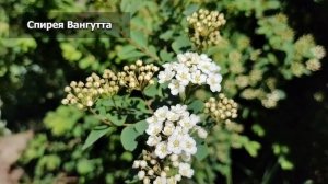 ЧЕМ ОТЛИЧАЕТСЯ СПИРЕЯ СЕРАЯ ГРЕФШЕЙМ ОТ ВАНГУТТА | Спирея серая Грефшейм и Вангутта: сравнение